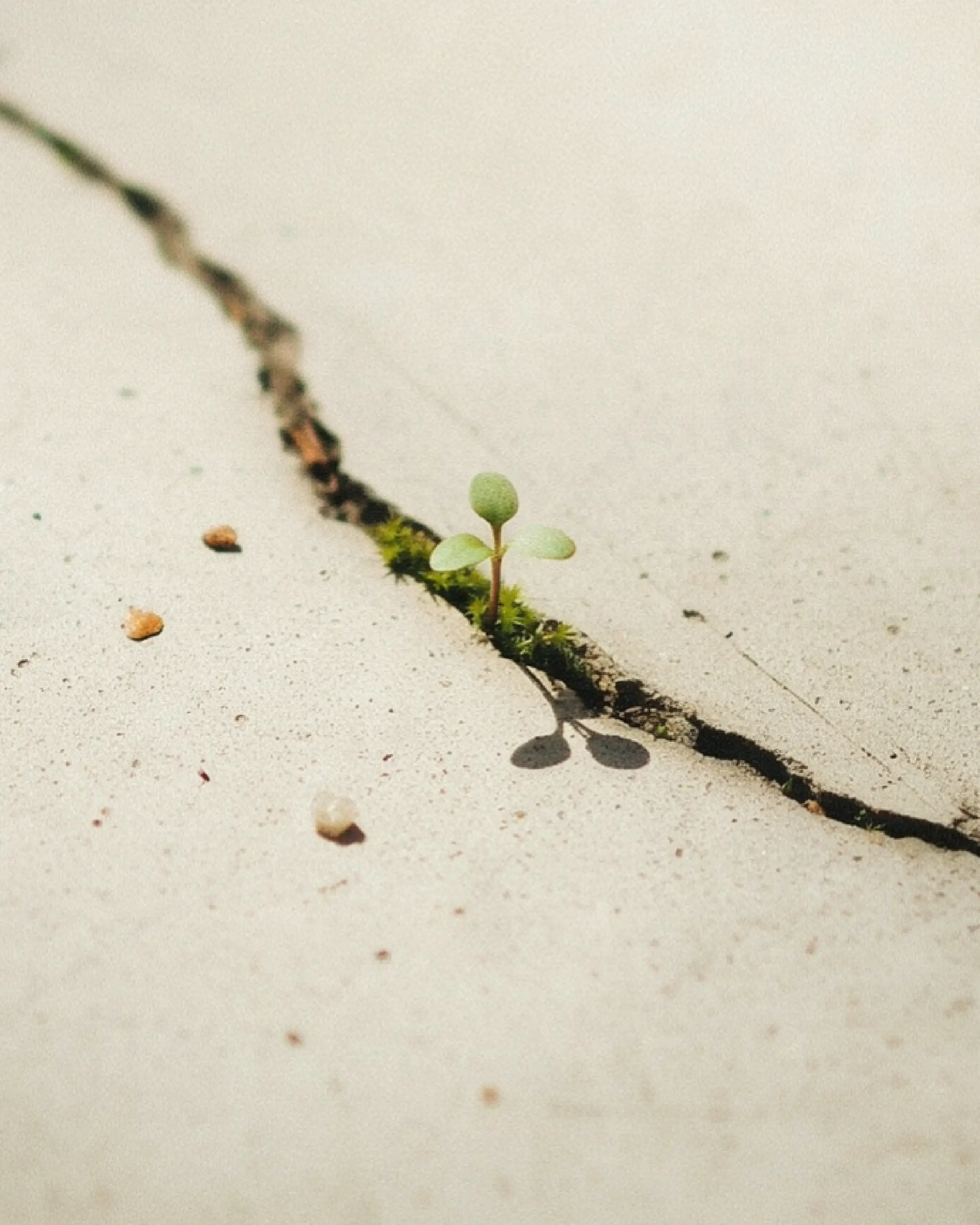 A dandelion growing through a crack in the ground